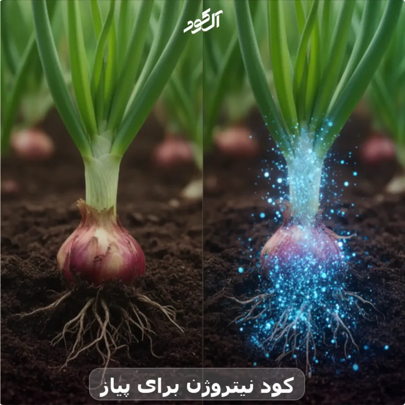 کود نیتروژن برای پیاز
