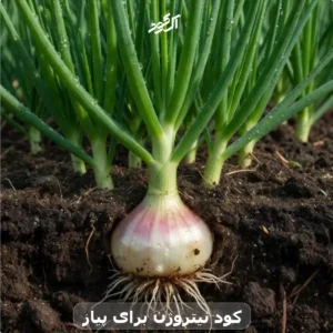 کود نیتروژن برای پیاز