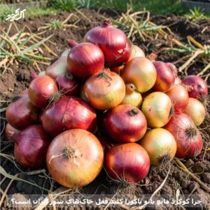 چرا گوگرد مایع نانو یاکوزا کلید قفل خاکهای شور ایران است؟