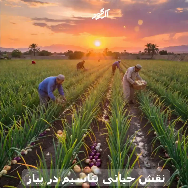 نقش حیاتی پتاسیم در پیاز