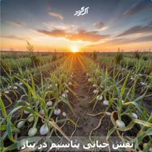 نقش حیاتی پتاسیم در پیاز