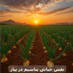 نقش حیاتی پتاسیم در پیاز