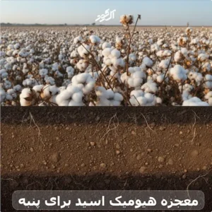 معجزه هیومیک اسید برای پنبه