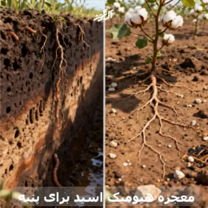 معجزه هیومیک اسید برای پنبه