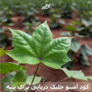 کود آمینو جلبک دریایی برای پنبه