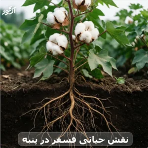 نقش حیاتی فسفر در پنبه