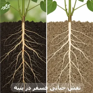 نقش حیاتی فسفر در پنبه