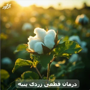 درمان قطعی زردی پنبه