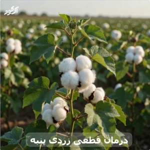 درمان قطعی زردی پنبه