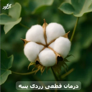 درمان قطعی زردی پنبه