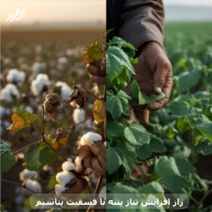 راز افزایش تناژ پنبه با فسفیت پتاسیم