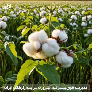 مدیریت فوقپیشرفته نیتروژن در پنبهزارهای ایران