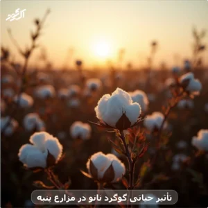 تأثیر حیاتی گوگرد نانو در مزارع پنبه
