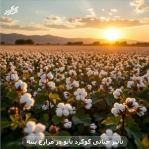 تأثیر حیاتی گوگرد نانو در مزارع پنبه