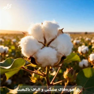 راز غوزه‌های سنگین و الیاف باکیفیت