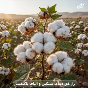 راز غوزه‌های سنگین و الیاف باکیفیت