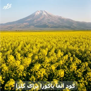 کود آلفا یاکوزا برای کلزا