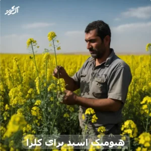 هیومیک اسید برای کلزا