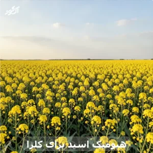 هیومیک اسید برای کلزا