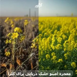 معجزه آمینو جلبک دریایی برای کلزا