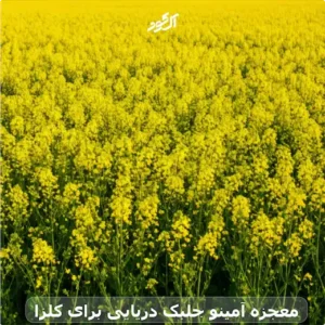 معجزه آمینو جلبک دریایی برای کلزا