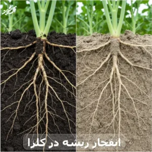 انفجار ریشه در کلزا