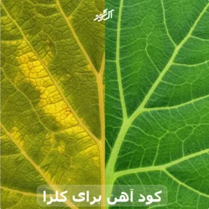 کود آهن برای کلزا