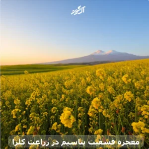 معجزه فسفیت پتاسیم در زراعت کلزا