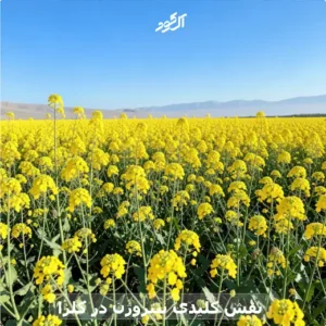 نقش کلیدی نیتروژن در کلزا