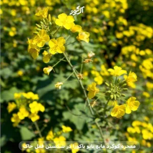 معجزه گوگرد مایع نانو یاکوزا در شکستن قفل خاک