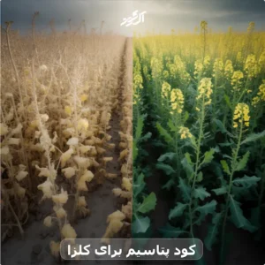 کود پتاسیم برای کلزا