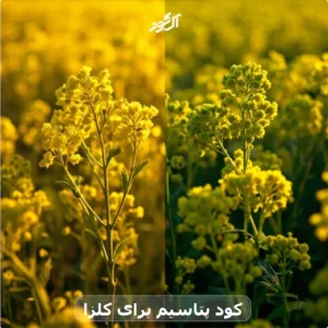 کود پتاسیم برای کلزا
