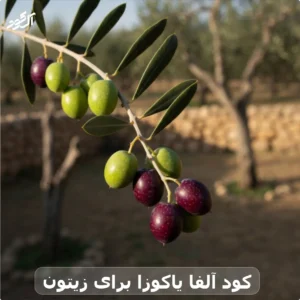 کود آلفا یاکوزا برای زیتون