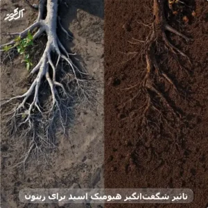 تاثیر شگفتانگیز هیومیک اسید برای زیتون