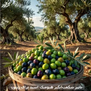 تاثیر شگفتانگیز هیومیک اسید برای زیتون