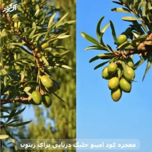 معجزه کود آمینو جلبک دریایی برای زیتون