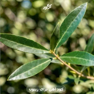 کود آهن برای زیتون