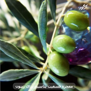 معجزه فسفیت پتاسیم برای زیتون