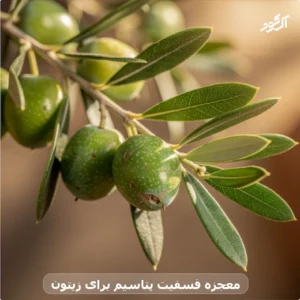 معجزه فسفیت پتاسیم برای زیتون
