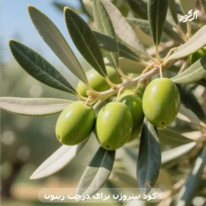 کود نیتروژن برای درخت زیتون