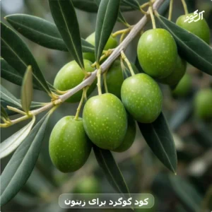 کود گوگرد برای زیتون