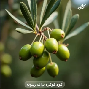 کود گوگرد برای زیتون