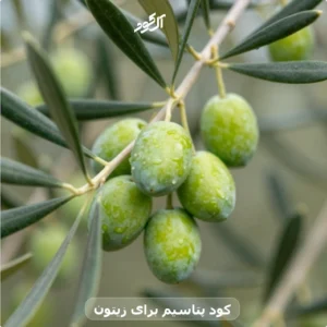 کود پتاسیم برای زیتون