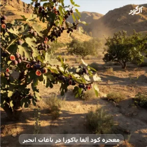 معجزه کود آلفا یاکوزا در باغات انجیر