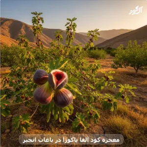 معجزه کود آلفا یاکوزا در باغات انجیر