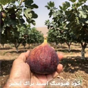 کود هیومیک اسید برای انجیر