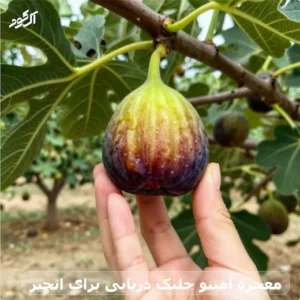 معجزه آمینو جلبک دریایی برای انجیر