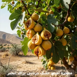 معجزه آمینو جلبک دریایی برای انجیر