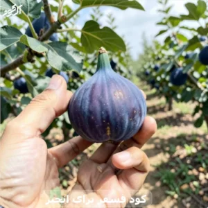 کود فسفر برای انجیر