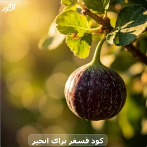 کود فسفر برای انجیر